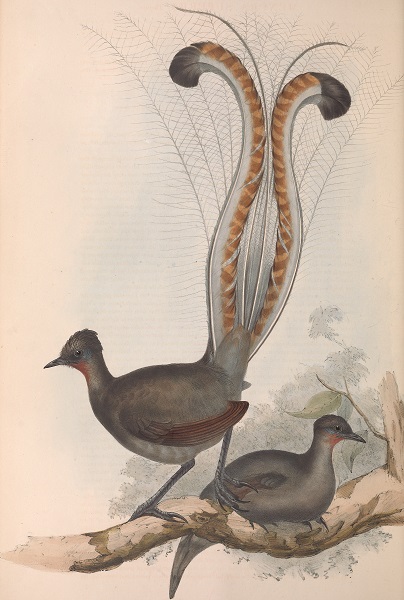 Lyrebird