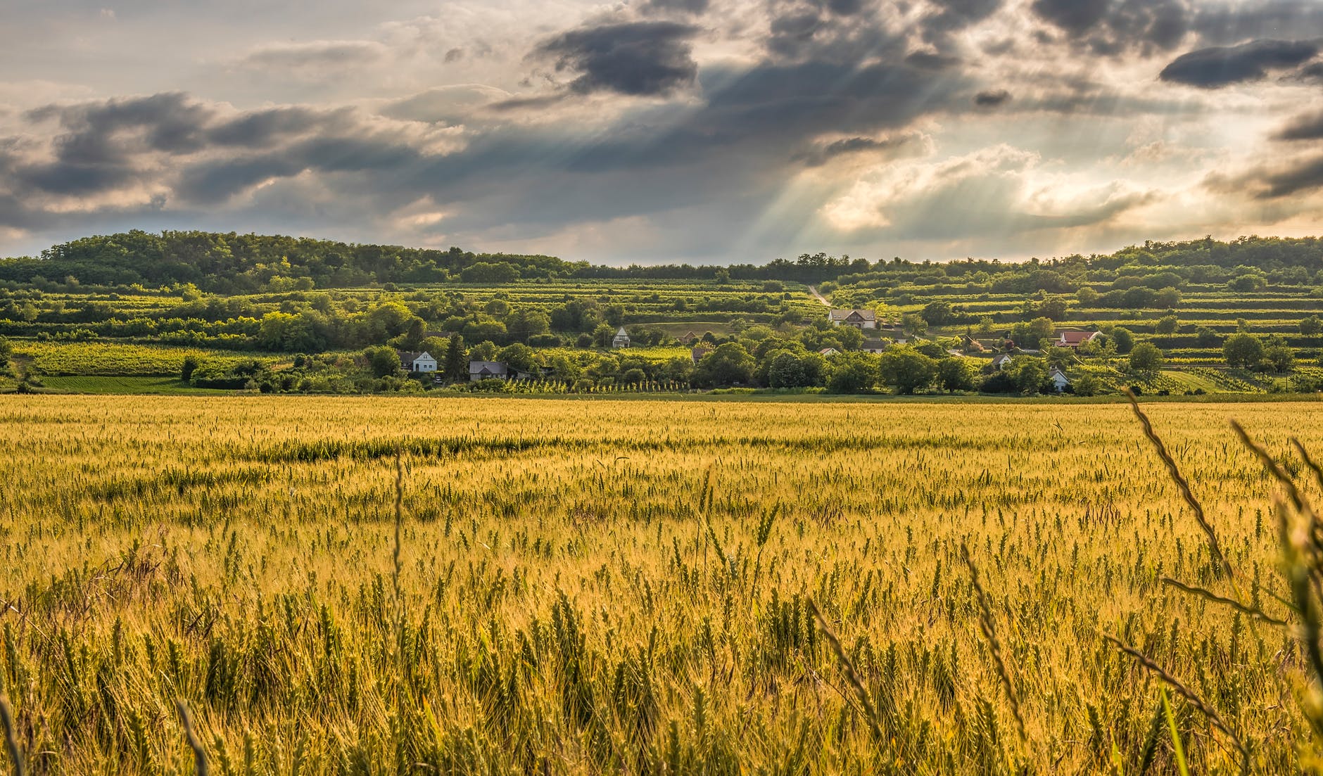 agriculture cereal clouds countryside