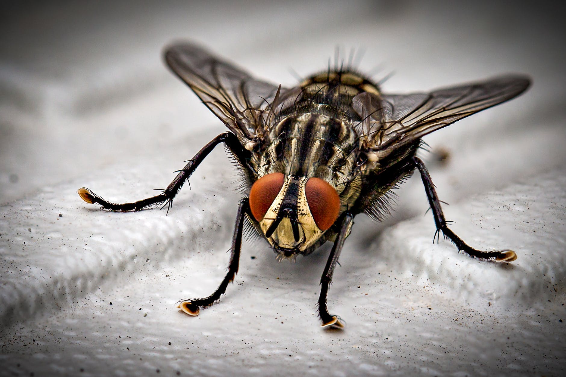 closeup photo of black and gray housefly on white surface