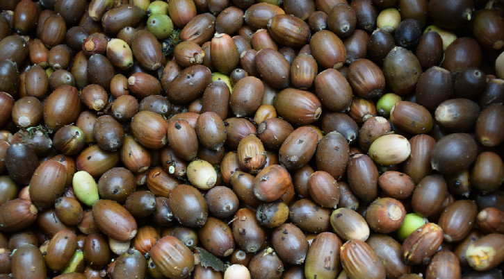 acorns