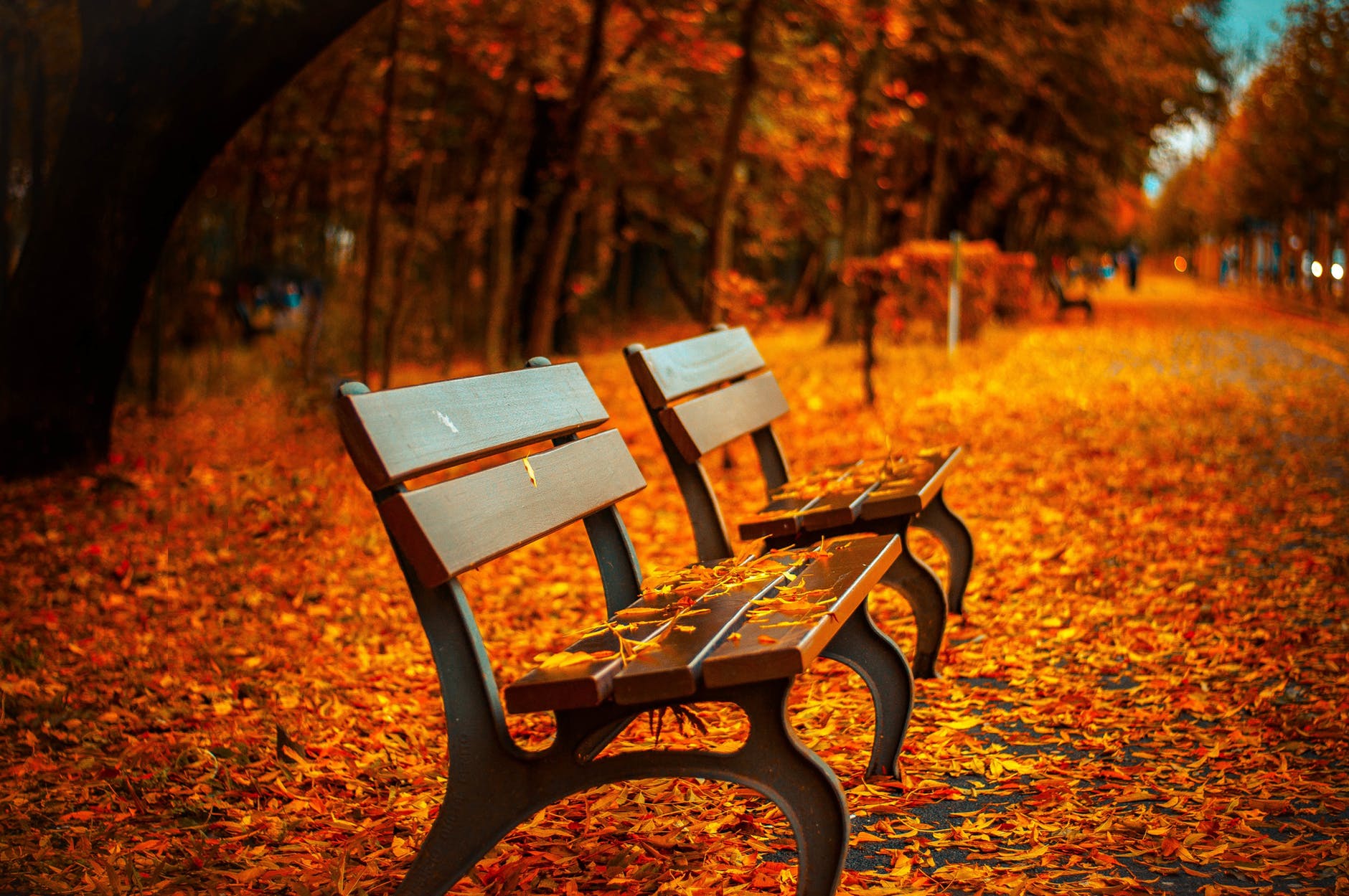 autumn avenue bench fall