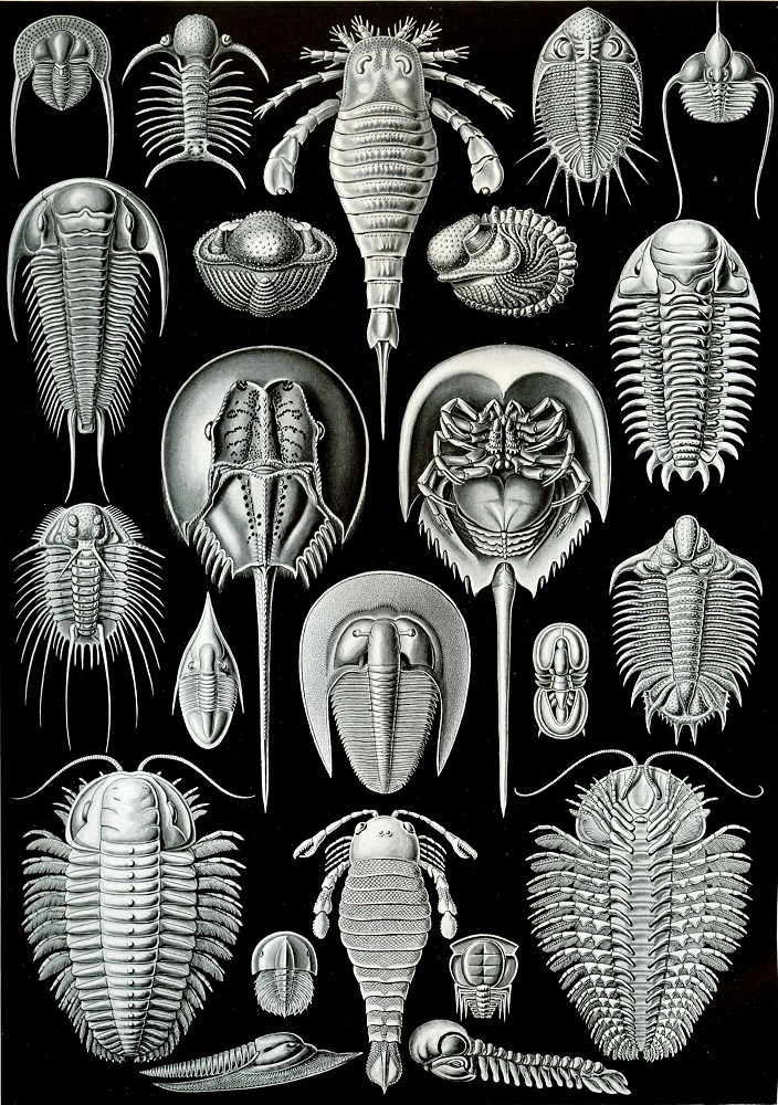 Haeckel
