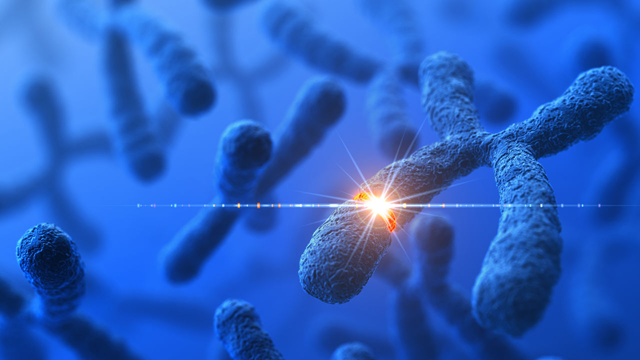 Genetic Modification