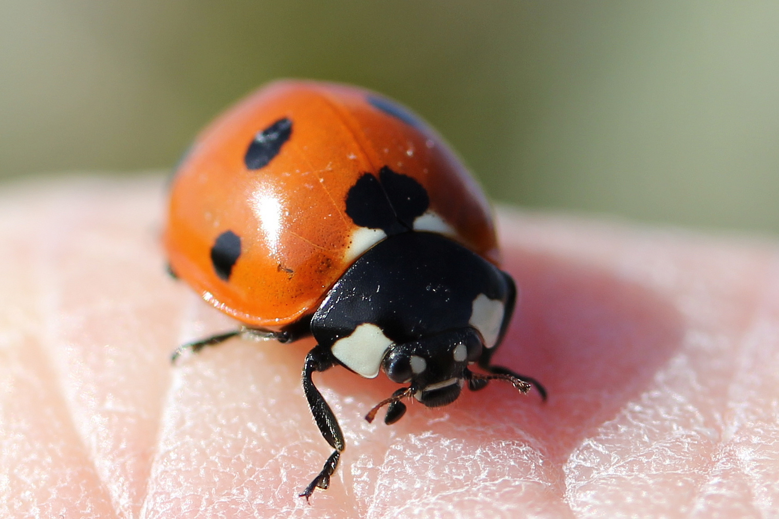 ladybird on finger