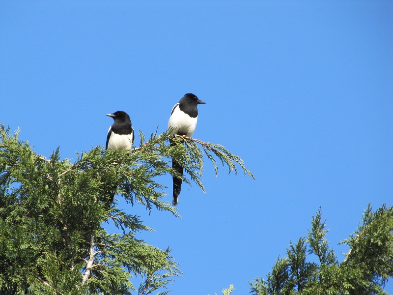 magpies 1