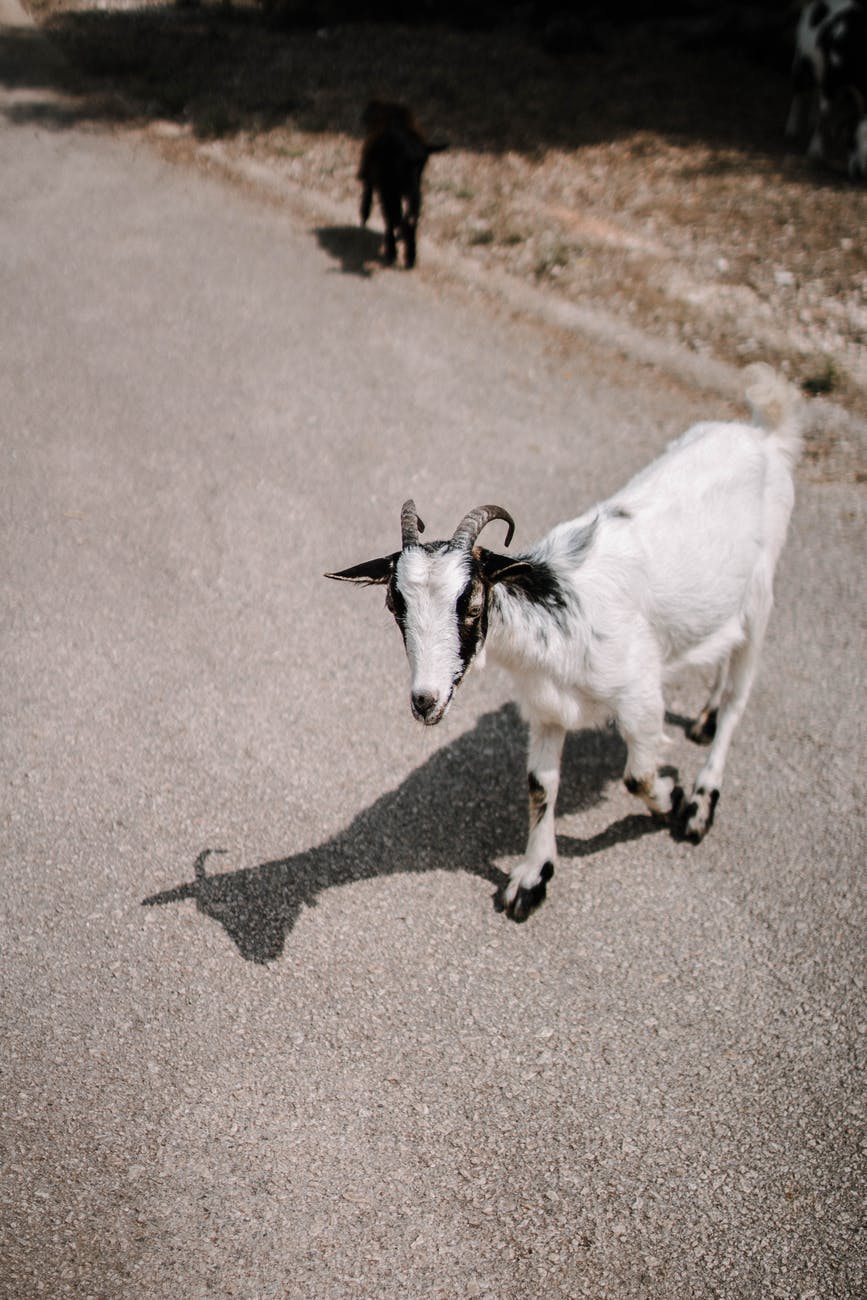 selective focus photography of white goat