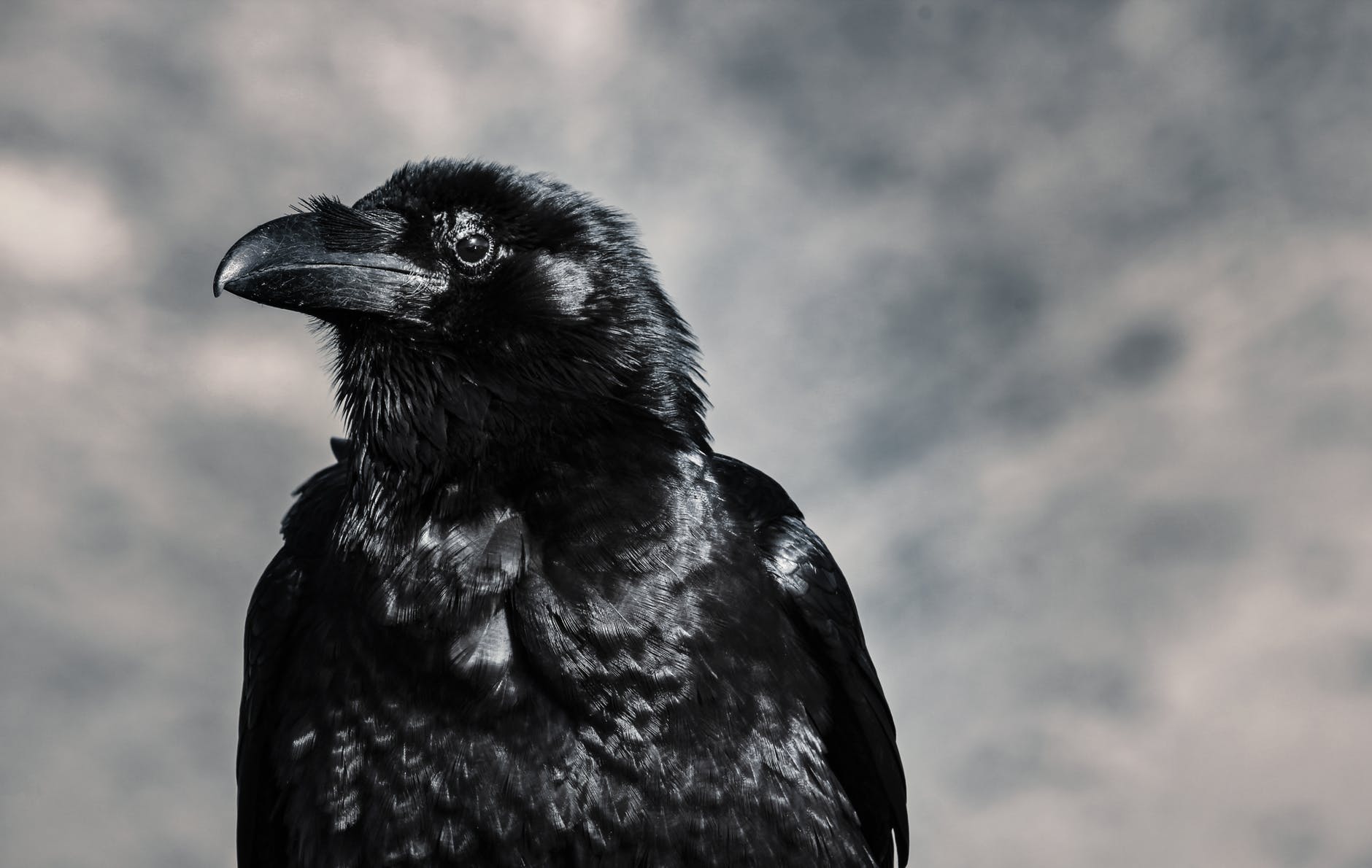 selective focus photograph of black crow