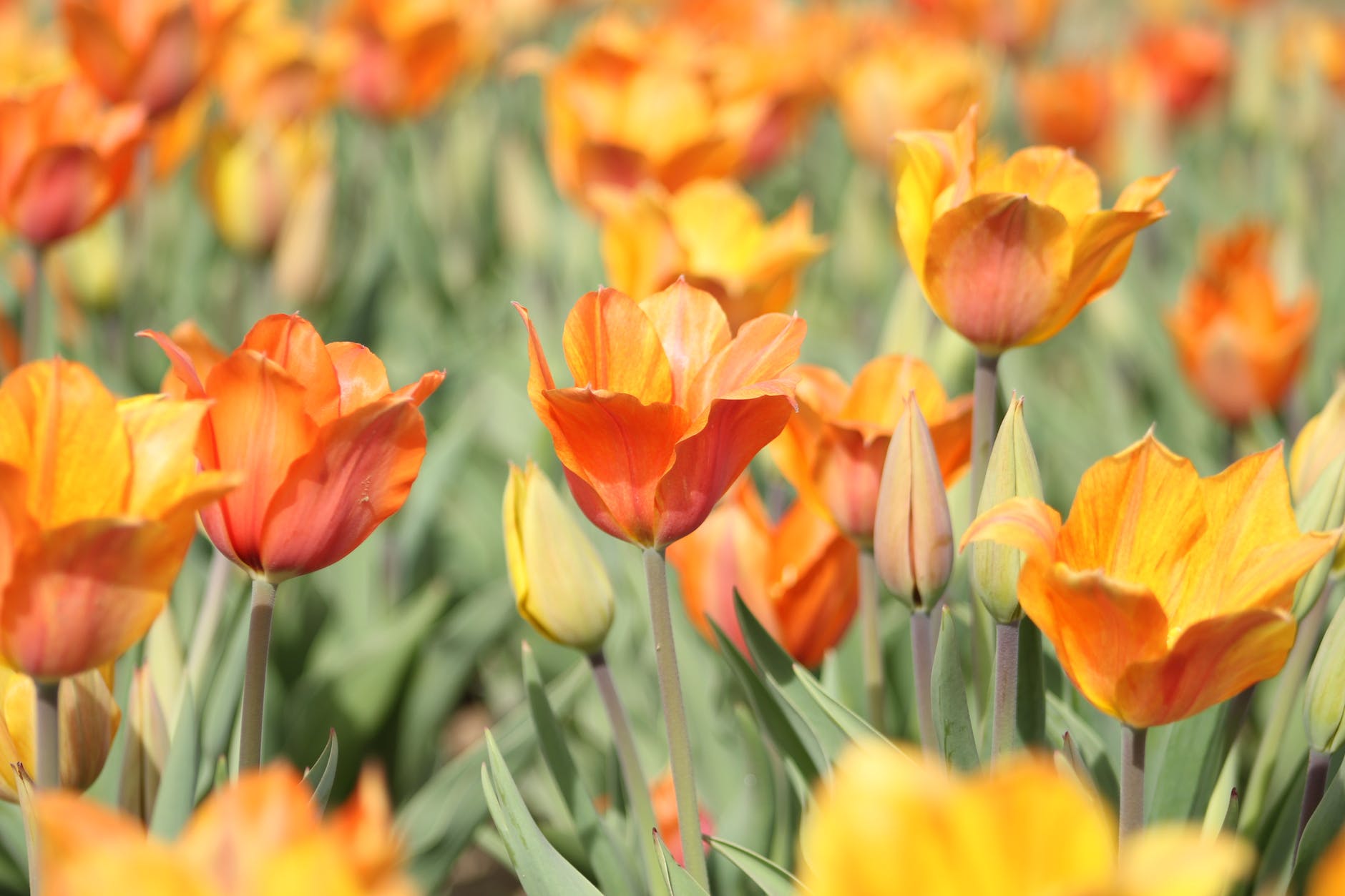 orange tulip field