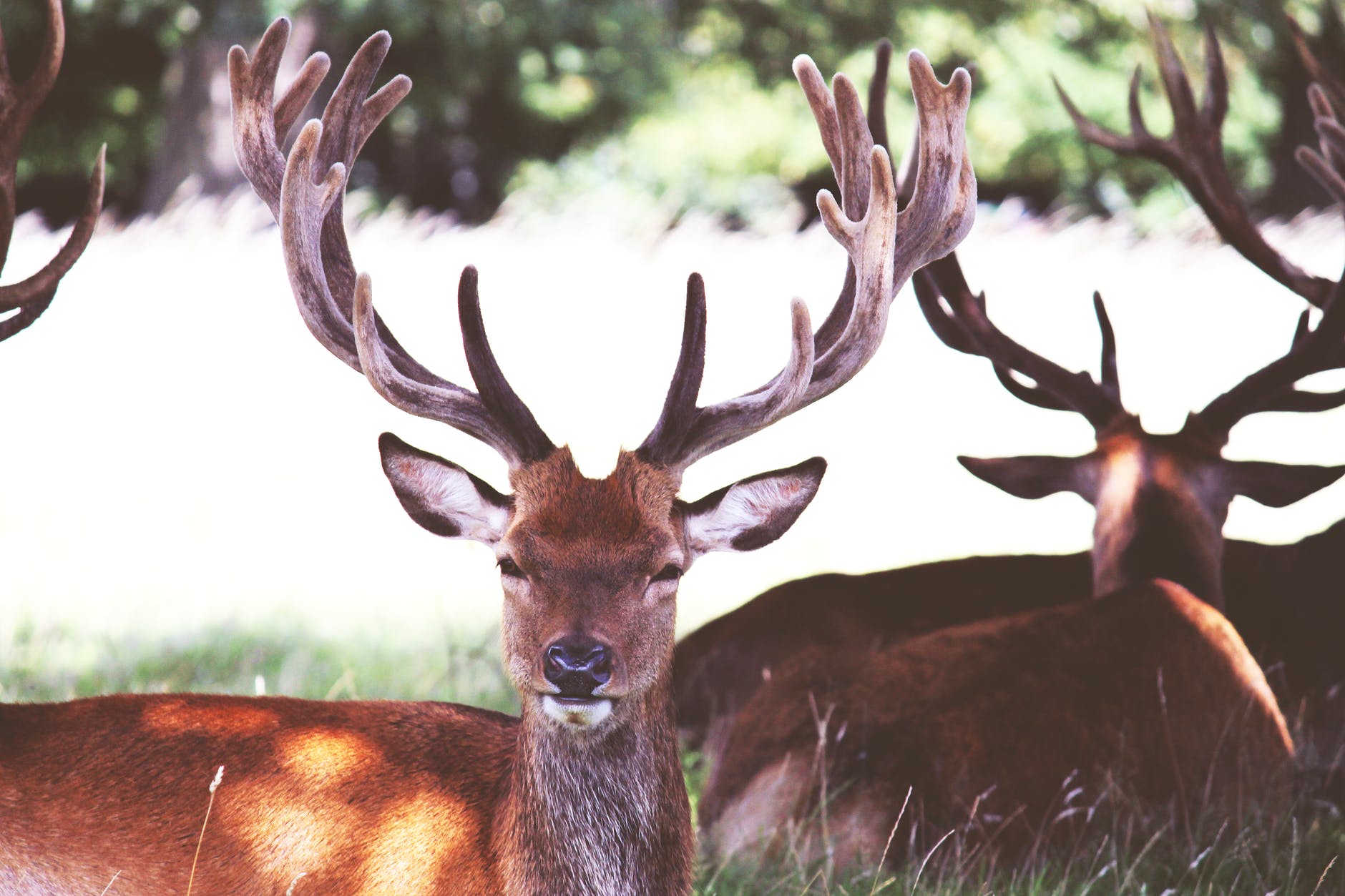 brown deer