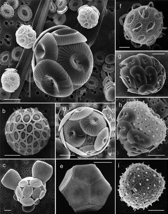coccolithophores