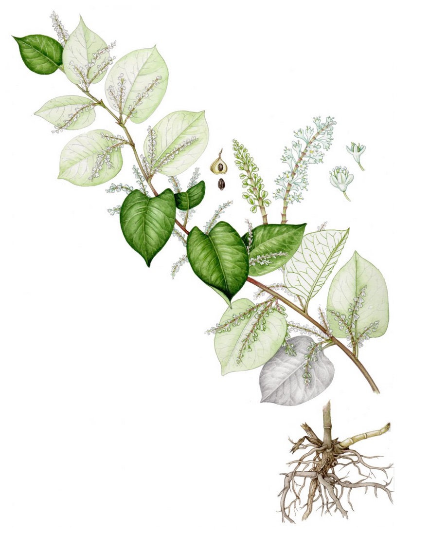 knotweed