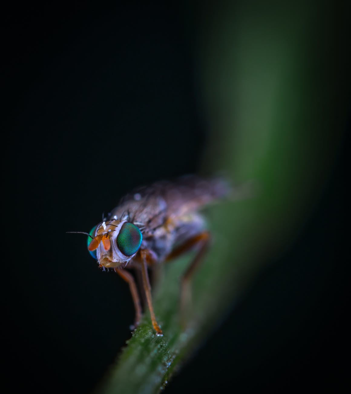 gray and brown insect on green leaf