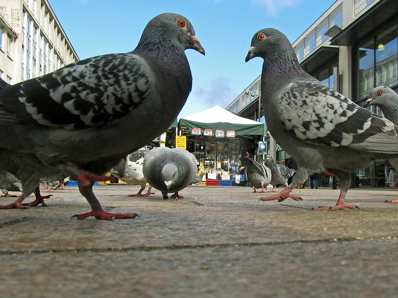 pigeons